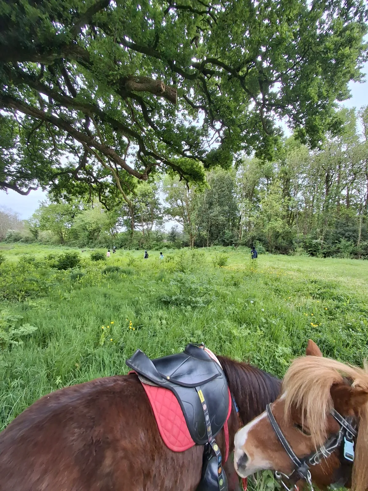 Chevaux au pré sur de grandes prairies vendéennes