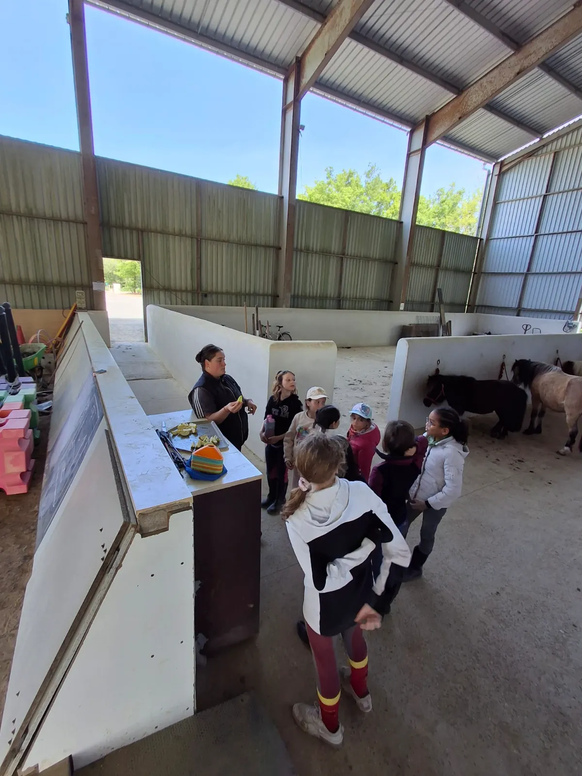 pédagogie équitation, respect cheval, cours équitation Vendée