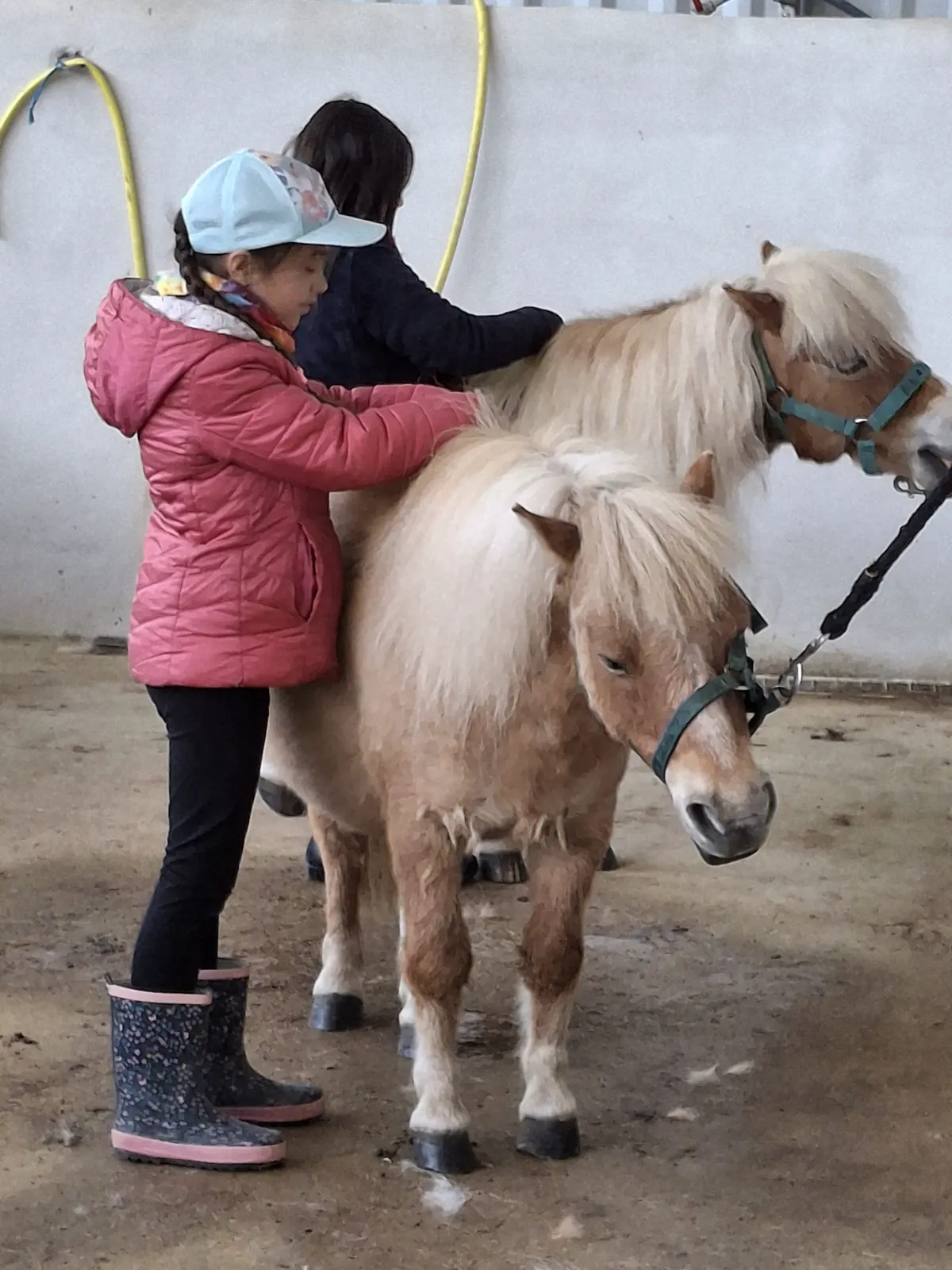 enfants s'occupant des poneys, centre équestre vendée