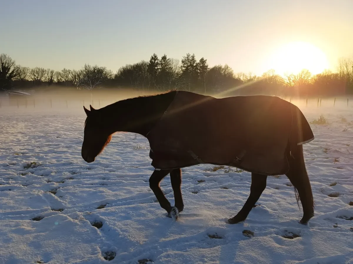 Cheval au pré sur de grandes prairies vendéennes enneigées
