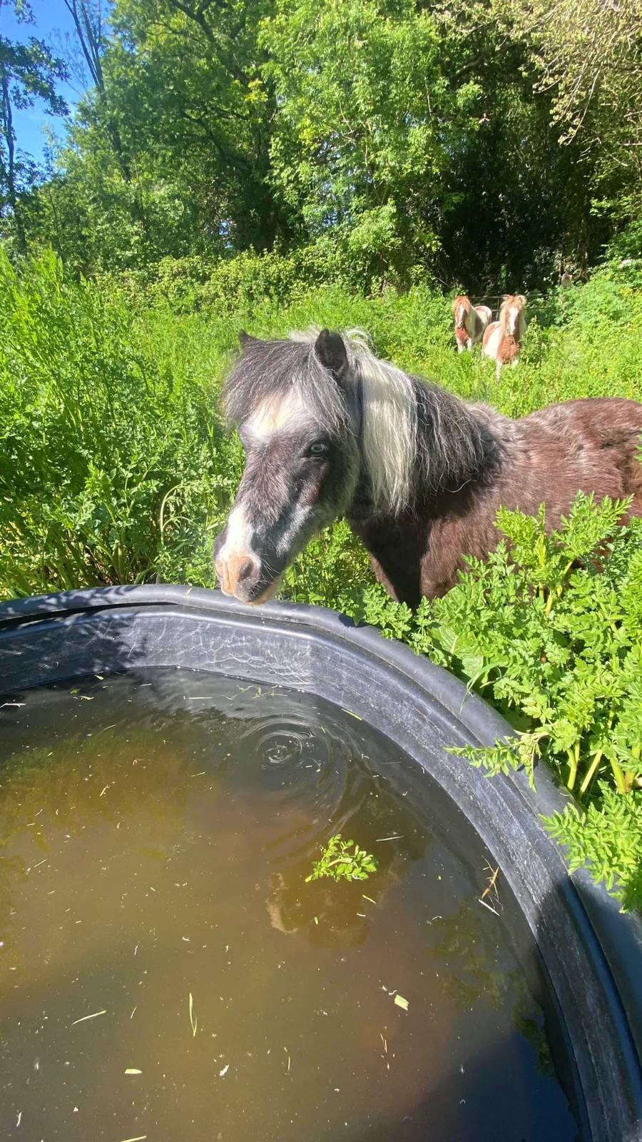 photos chevaux poneys centre équestre Vendée La Boissière-des-Landes