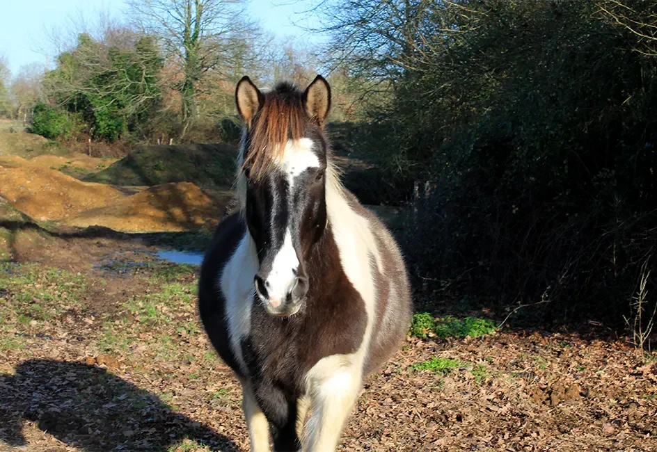 cheval pension équitation Vendée