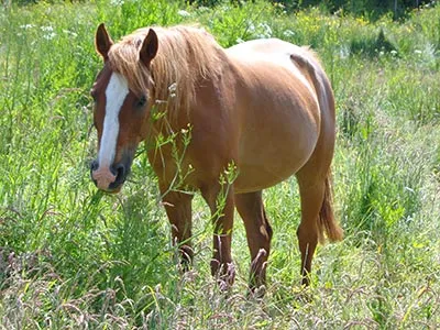 cheval pension équitation Vendée