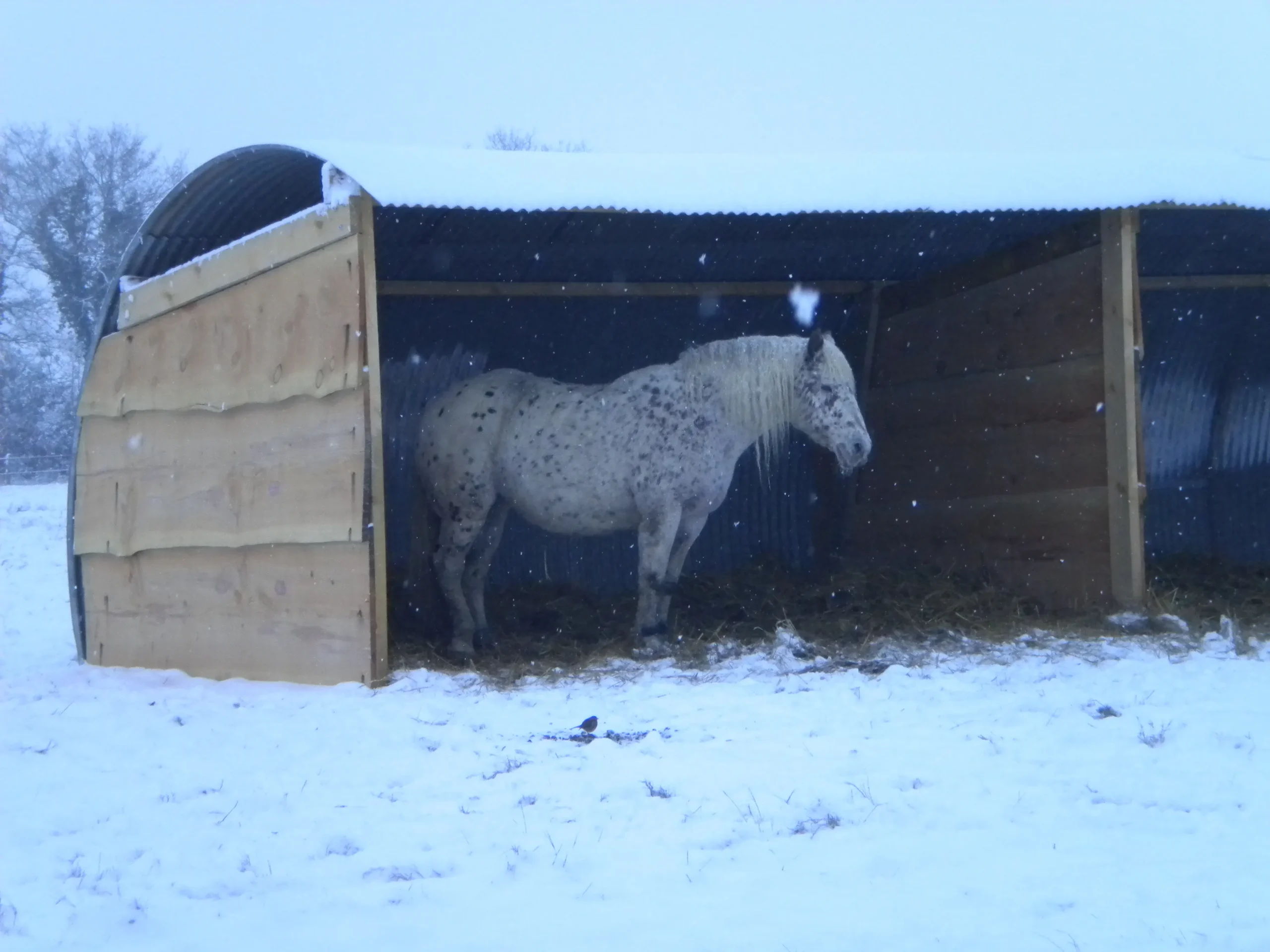 cheval pension en hiver équitation Vendée